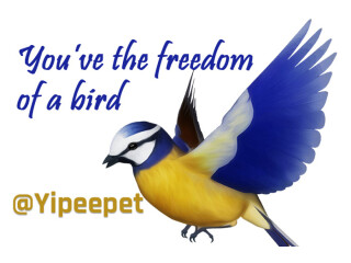 YipeePet Offers You Freedom!