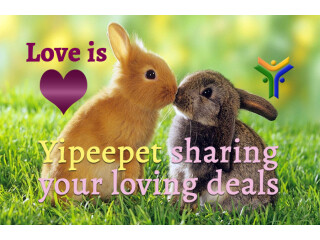There’s nothing like YipeePet online!